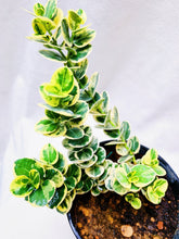Load image into Gallery viewer, CARISSA MACROCARPA berrykinn
