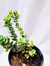 Load image into Gallery viewer, CARISSA MACROCARPA berrykinn
