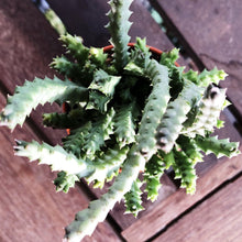 Load image into Gallery viewer, CARRION CACTUS berrykinn
