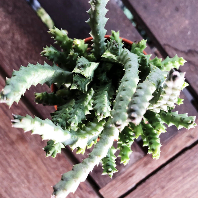 CARRION CACTUS berrykinn