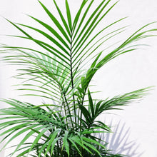 Load image into Gallery viewer, CASCADE PALM berrykinn
