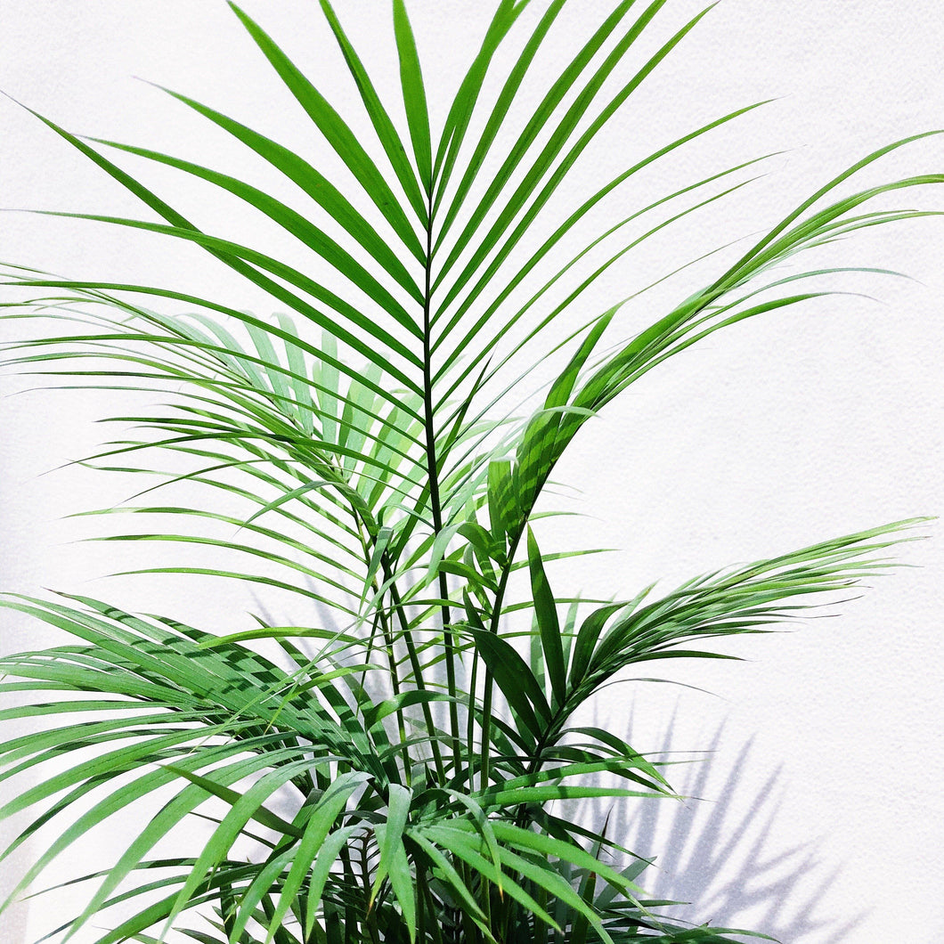 CASCADE PALM berrykinn