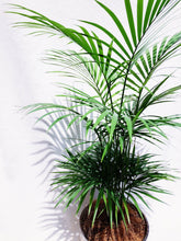 Load image into Gallery viewer, CASCADE PALM berrykinn
