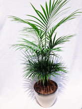 Load image into Gallery viewer, CASCADE PALM berrykinn
