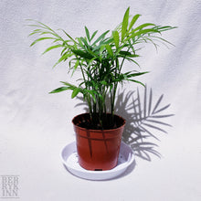 Load image into Gallery viewer, CASCADE PALM berrykinn
