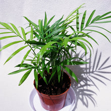 Load image into Gallery viewer, CASCADE PALM berrykinn
