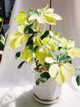 Load image into Gallery viewer, SCHEFFLERA ARBORICOLA IN CERAMIC POT
