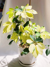 Load image into Gallery viewer, SCHEFFLERA ARBORICOLA IN CERAMIC POT
