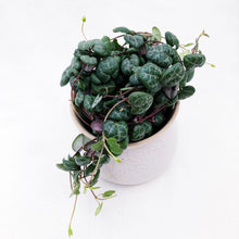 Load image into Gallery viewer, CEROPEGIA WOODII (STRING OF HEARTS) berrykinn

