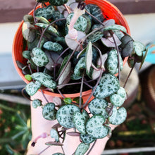 Load image into Gallery viewer, CEROPEGIA WOODII (STRING OF HEARTS) berrykinn
