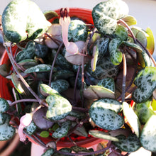 Load image into Gallery viewer, CEROPEGIA WOODII (STRING OF HEARTS) berrykinn
