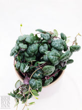 Load image into Gallery viewer, CEROPEGIA WOODII (STRING OF HEARTS) berrykinn
