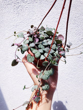 Load image into Gallery viewer, CEROPEGIA WOODII (STRING OF HEARTS) berrykinn
