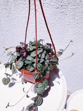 Load image into Gallery viewer, CEROPEGIA WOODII (STRING OF HEARTS) berrykinn
