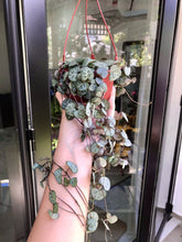 Load image into Gallery viewer, CEROPEGIA WOODII (STRING OF HEARTS) berrykinn
