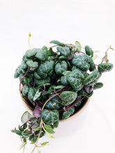 Load image into Gallery viewer, CEROPEGIA WOODII (STRING OF HEARTS) berrykinn
