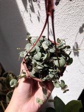 Load image into Gallery viewer, CEROPEGIA WOODII (STRING OF HEARTS) berrykinn
