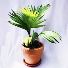 Load image into Gallery viewer, CHINESE FAN PALM berrykinn
