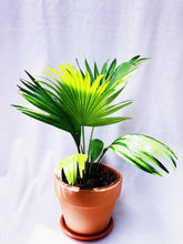 Load image into Gallery viewer, CHINESE FAN PALM berrykinn
