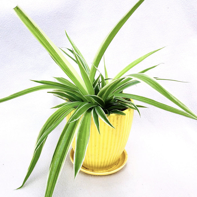 CHOLOROPHYTUM (SPIDER PLANT) berrykinn