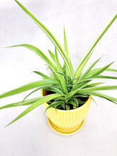 Load image into Gallery viewer, CHOLOROPHYTUM (SPIDER PLANT) berrykinn
