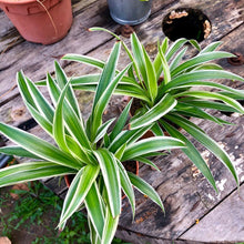 Load image into Gallery viewer, CHOLOROPHYTUM (SPIDER PLANT) berrykinn
