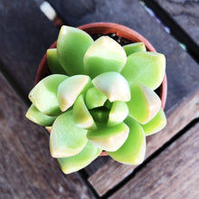 Load image into Gallery viewer, CHUBBY GREEN BLUSH berrykinn
