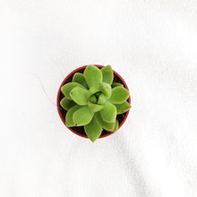 Load image into Gallery viewer, CHUBBY GREEN BLUSH berrykinn
