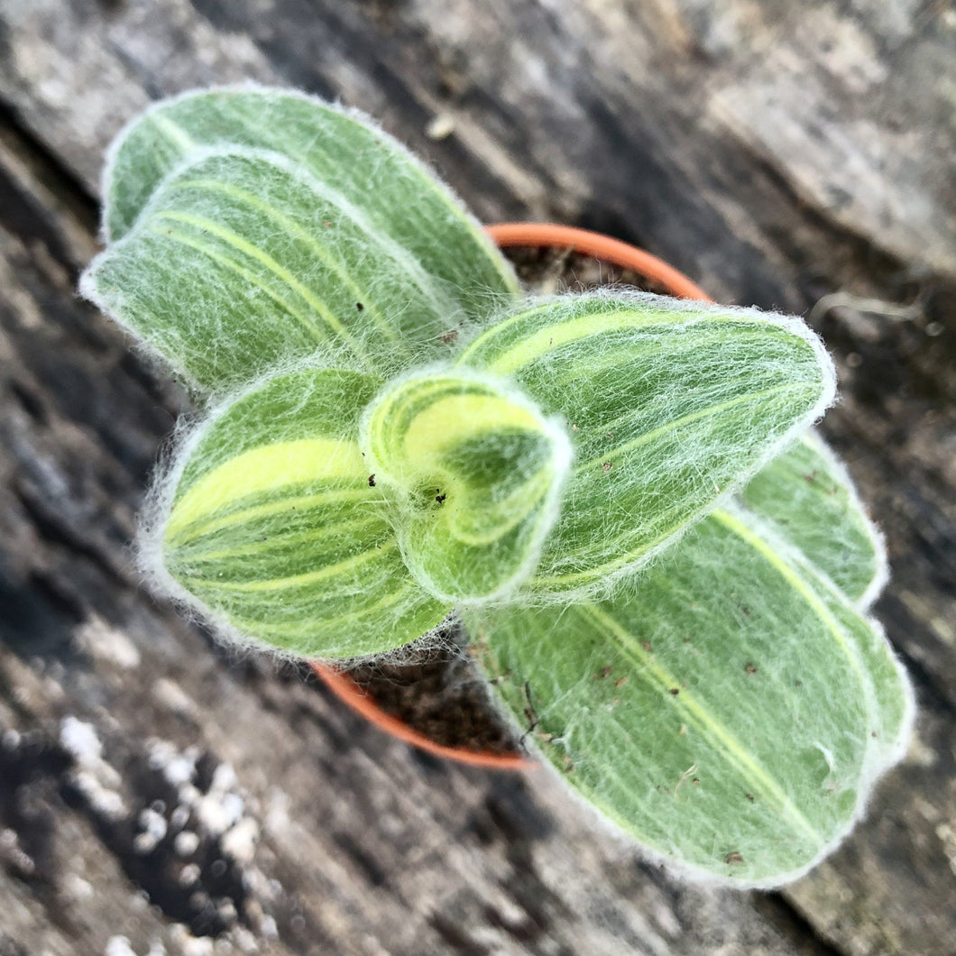 COBWEB SPIDERWORT (HAIRY WANDERING JEW) berrykinn