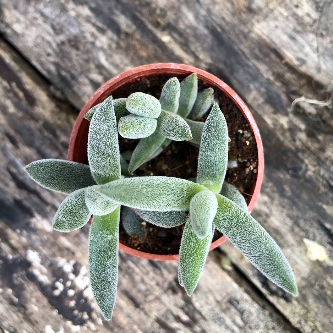 CRASSULA MESEMBRYANTHEMOIDES berrykinn