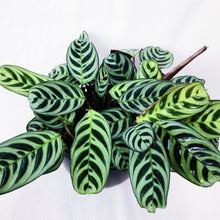 Load image into Gallery viewer, CTENANTHE BURLE MARXII berrykinn
