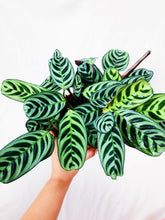 Load image into Gallery viewer, CTENANTHE BURLE MARXII berrykinn

