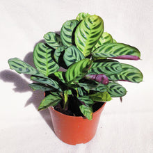Load image into Gallery viewer, CTENANTHE BURLE MARXII berrykinn
