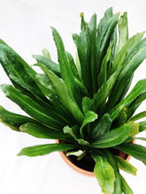 Load image into Gallery viewer, CULANTRO (MEXICAN CORIANDER) berrykinn
