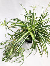 Load image into Gallery viewer, CURLY SPIDER PLANT berrykinn
