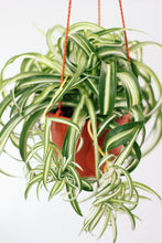 Load image into Gallery viewer, CURLY SPIDER PLANT berrykinn
