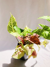 Load image into Gallery viewer, MIX SYNGONIUM IN GRAY POT

