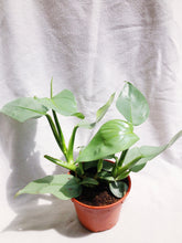 Load image into Gallery viewer, PHILODENDRON SILVER

