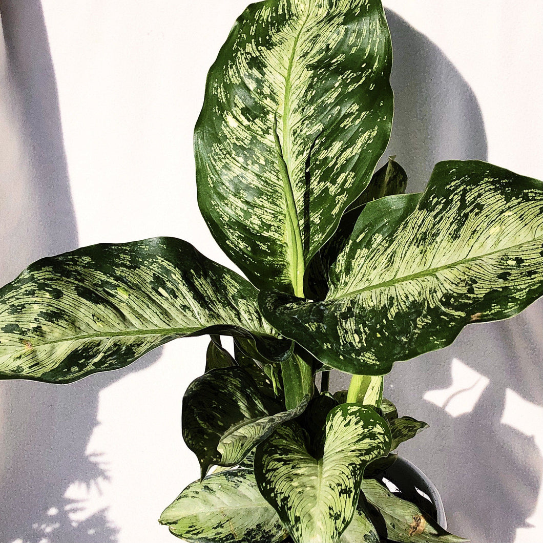 DIEFFENBACHIA MACULATA TROPICAL TIKI berrykinn