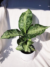 Load image into Gallery viewer, DIEFFENBACHIA MACULATA TROPICAL TIKI berrykinn

