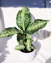 Load image into Gallery viewer, DIEFFENBACHIA MACULATA TROPICAL TIKI berrykinn
