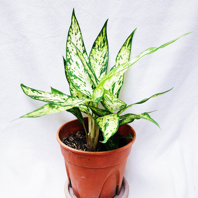 DIEFFENBACHIA SEGUINE berrykinn