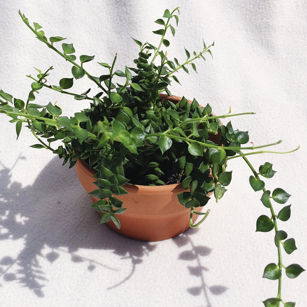 DISCHIDIA RUSCIFOLIA (MILLION HEARTS) berrykinn