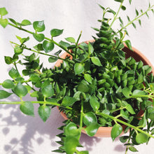 Load image into Gallery viewer, DISCHIDIA RUSCIFOLIA (MILLION HEARTS) berrykinn
