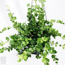 Load image into Gallery viewer, DISCHIDIA RUSCIFOLIA (MILLION HEARTS) berrykinn
