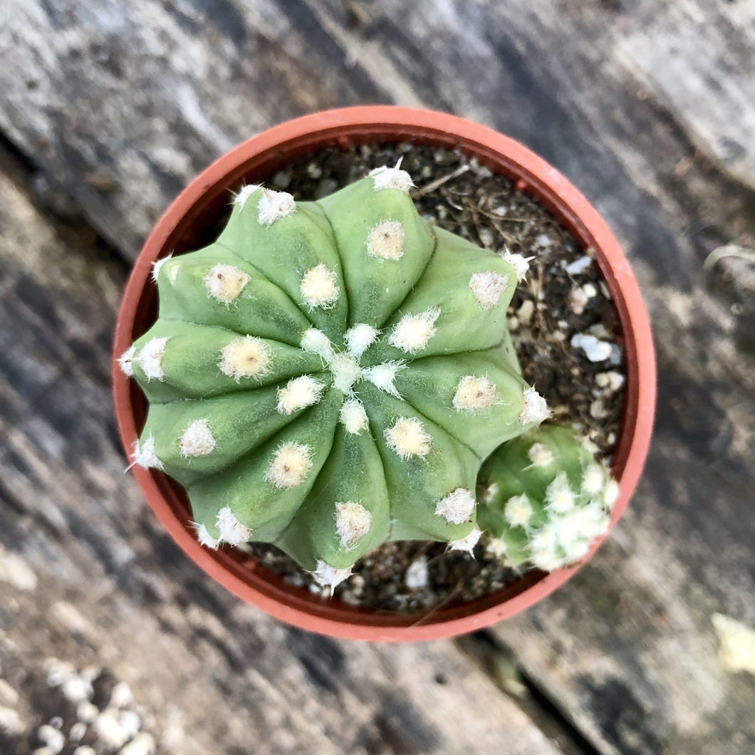 DOMINO CACTUS berrykinn