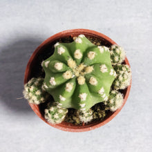 Load image into Gallery viewer, DOMINO CACTUS berrykinn
