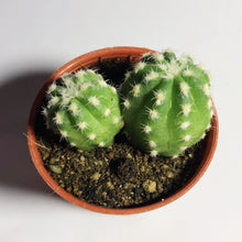 Load image into Gallery viewer, DOMINO CACTUS berrykinn
