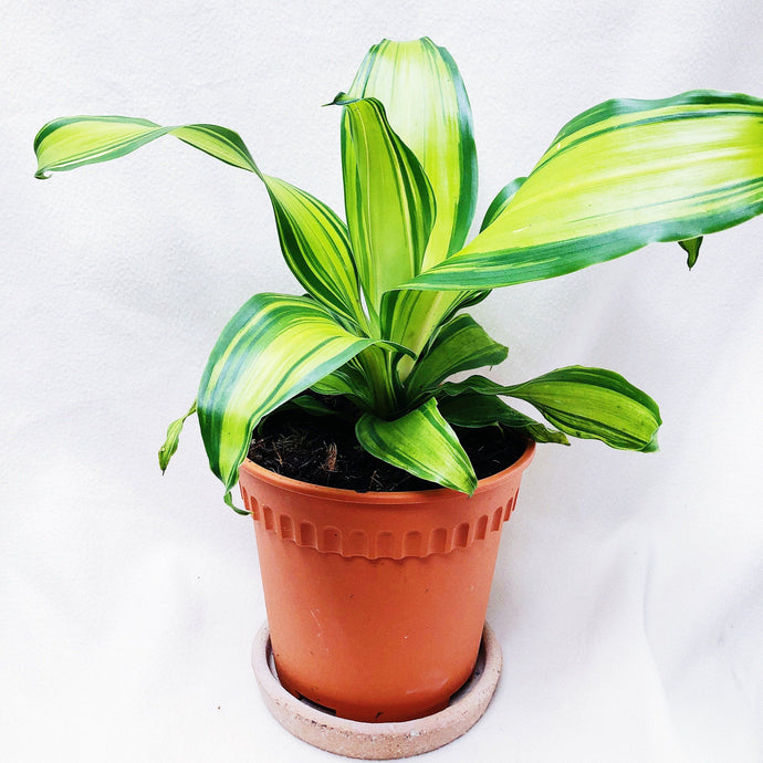 DRACAENA FRAGRANS berrykinn