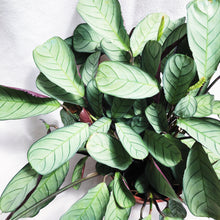 Load image into Gallery viewer, CTENANTHE AMAGRIS
